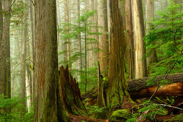 Old Growth Ancient British Columbia Forest by Canadian landscape Photographer Shel Neufeld of WildArt Photography