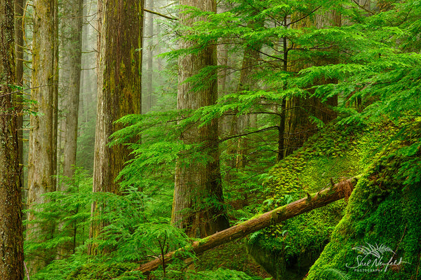 Lush Green Old Growth Forest on Pacific North West Coast, BC Canada - Photography by Shel Neufeld