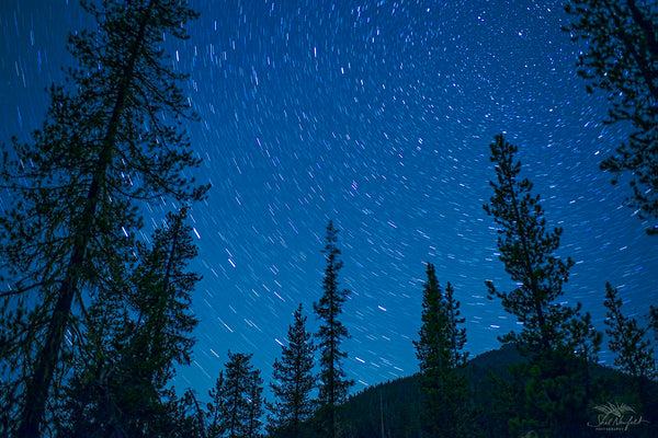 Night photography with trees and mountains in the foreground and startrails in the background. This image is available as a canvas or a luster photo paper print. Artwork by Shel Neufeld, wildlife and nature photographer from Roberts Creek, BC, Canada.