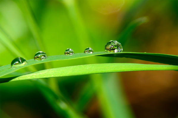 Macro Photography Lush Green Leaf with Water Droplets Print by Shel Neufeld