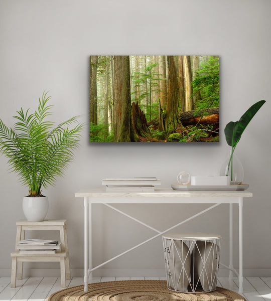 Old growth ancient forest photography canvas hangs in a white room with white accents. Photography by Shel Neufeld, Canadian landscape and nature photographer. 