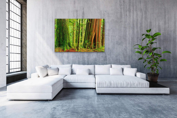 Magical light on old growth ancient forest Canvas Fine Print Living Room Wall west coast photographer Shel Neufeld