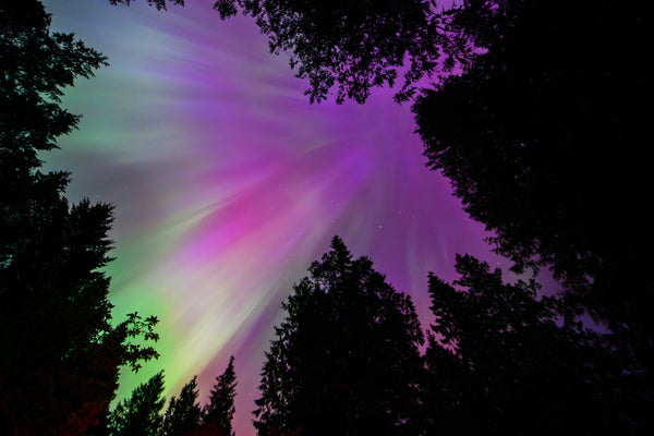 Aurora in the Trees, May 2024