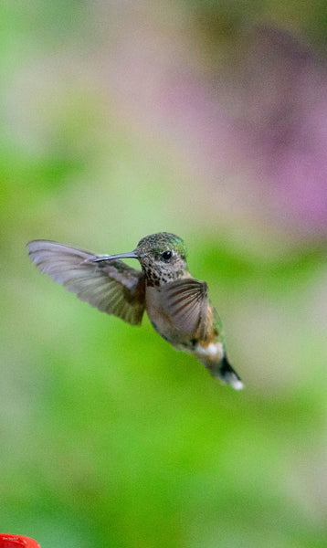 Graceful Hummingbird