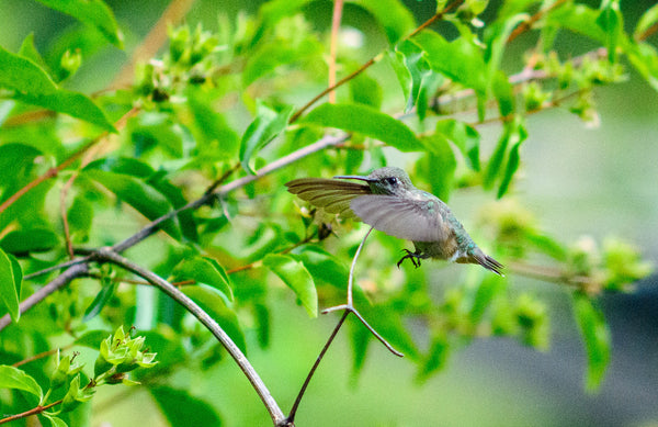 Hummingbird in Flight