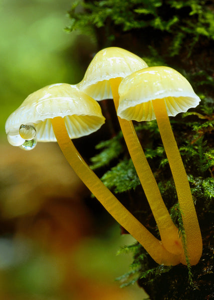 3 Yellow mushrooms in lush forest photography print by Shel Neufeld WildArt Photography