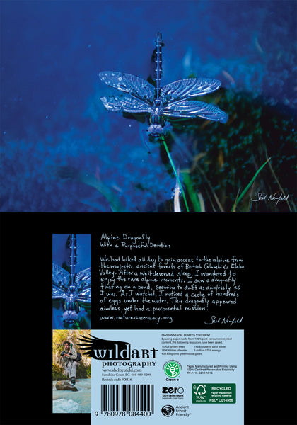 A dragonfly lays on blue water. The veins in the wings of the dragonfly are very defined. Along the edge of the photograph are pieces of grass. This photograph is made into a blank greeting card by Shel Neufeld, Canadian landscape and nature photographer. On the back of the card Shel offers some insight into the image. 