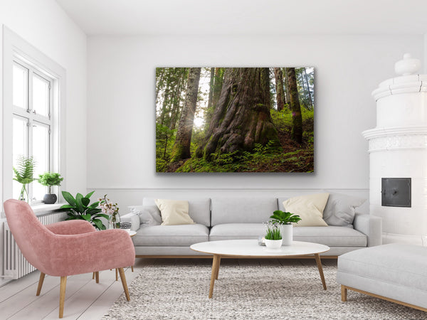 Ancient Forest Photography Canvas hangs in a modern living room. Photography by Shel Neufeld from Roberts Creek, BC, Canada. 