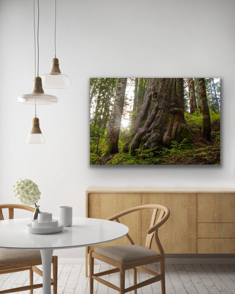 Ancient forest canvas hangs in a living room. Photography by Shel Neufeld from Roberts Creek, BC, Canada. 
