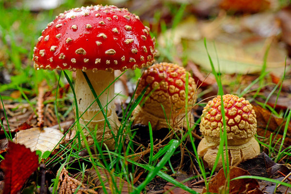 3 Red Amanita in the wild photography print available on several sizes by Shel Neufeld