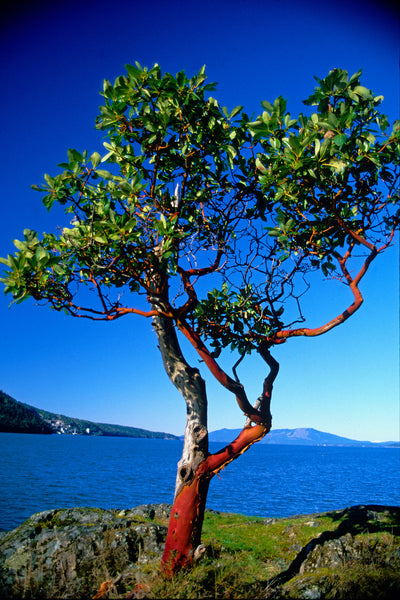 Vivid Arbutus Tree against blue sky and blue ocean - Vertical Canvas Wall Art by West Coast Photographer Shel Neufeld 