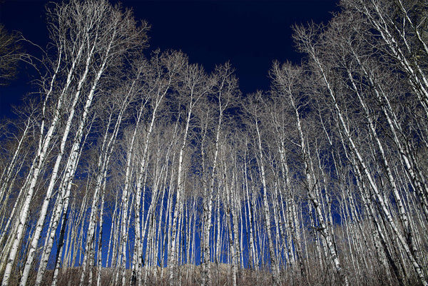 White Aspen Tree Forest Fine Art Photography Print by Shel Neufeld of WildArt Photography
