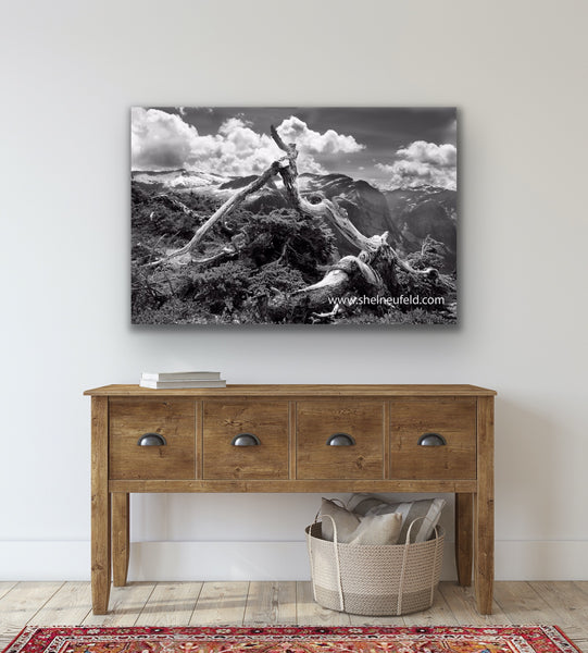 Black and white nature photography canvas hangs in a room. Artwork by photographer Shel Neufeld of Roberts Creek, BC, Canada. 