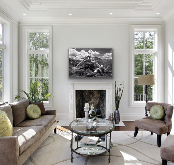 Black and white banzai tree photography canvas hangs in a living room. Large wall art by photographer Shel Neufeld. 