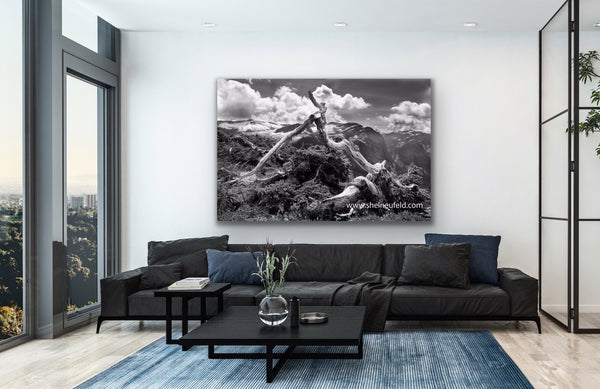 Black and white banzai tree photography canvas hangs in a living room. Large wall art by photographer Shel Neufeld. 