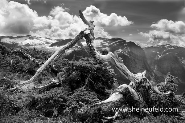 Banzai Tree Above The Daniels Valley, Black and White Photograph, Available in many sizes, on HD Aluminum Metal or Gallery Wrapped Canvas.  This photo is taken above the Daniels Valley, Mountaineering alpine destination.  British Columbia Coast Range. Excellent feature piece for a Living Room