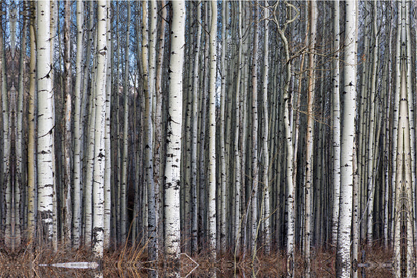 Birch Tree Grove Forest Photography Print Canvas ready to hang by Shel Neufeld of WildArt Photography