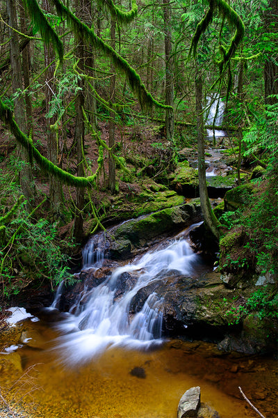 Clack Creek, BC Nature Ancient Forest Photography Print by Shel Neufeld, Prints Available in a variety of sizes