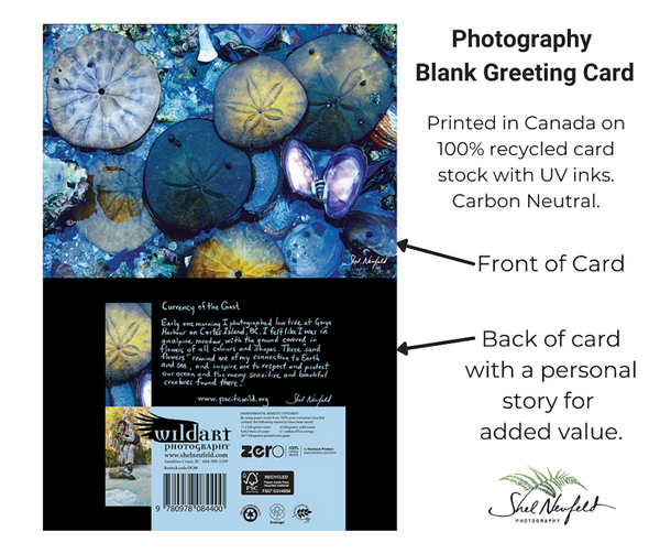 Sand Dollar Currency of the Coast Photography Blank Greeting Card by Shel Neufeld. Printed in Canada on 100% recycled card stock with UV inks. 