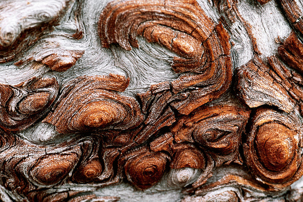 Wisdom of wood - macro photography of wood texture by nature photographer Shel Neufeld. Nature Canvas Wall Art Home Decor