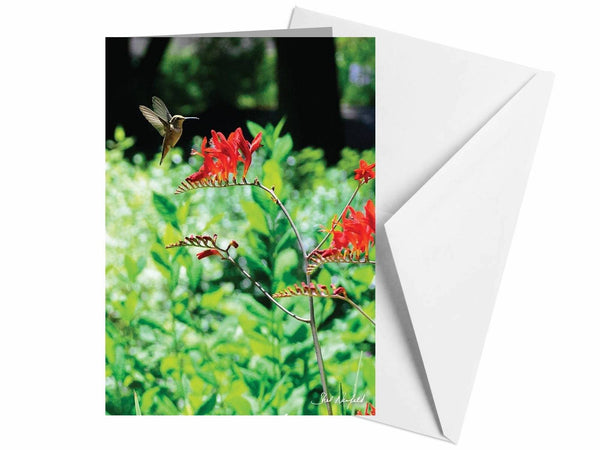 New Hummingbird - Blank Greeting Card