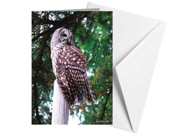 Owl in the Backyard - Blank Greeting Card