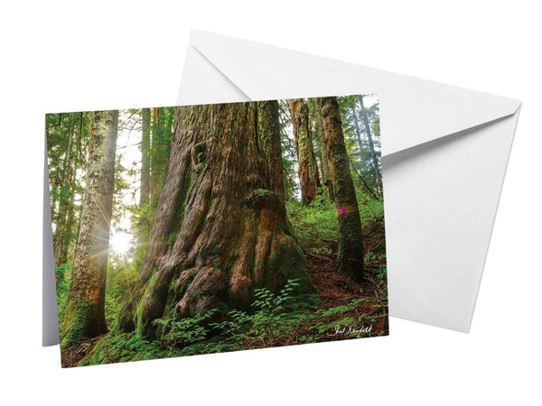 Green old growth forest photography card by Shel Neufeld. Made from recycled card stock.