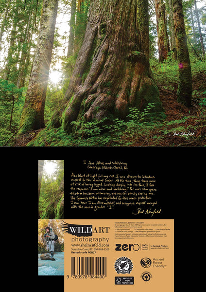 Old Growth Ancient Forest Photography blank greeting card by Shel Neufeld. 