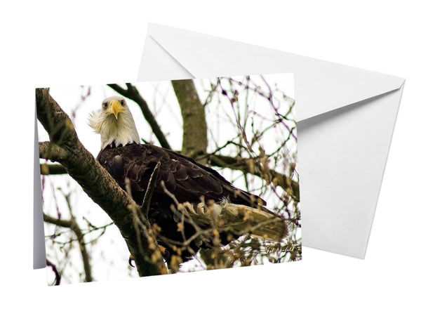Photography Print Blank Greeting Card by Shel Neufeld features an eagle sitting in a tree. Gift for bird lovers.