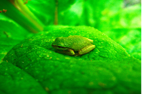 Green Pacific Tree Frog in the Garden - Macro Photography by Shel Neufeld of WildArt Photography