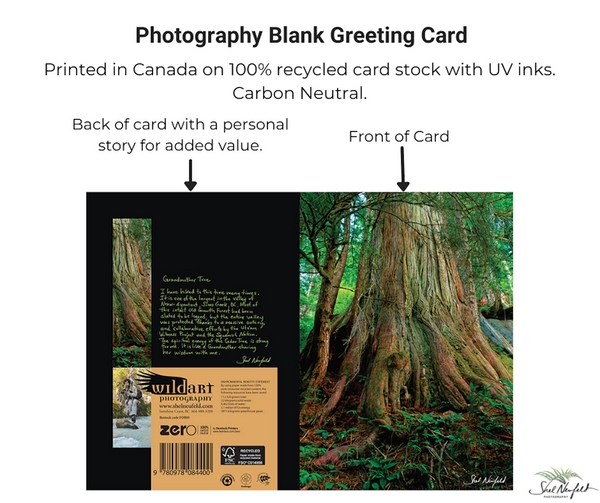 Old growth forest photography blank greeting card by Shel Neufeld. Printed in Canada on 100% recycled card stock with UV inks.  