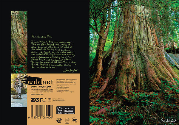Old Growth Ancient Forest Tree with root photography nature greeting card by Shel Neufeld