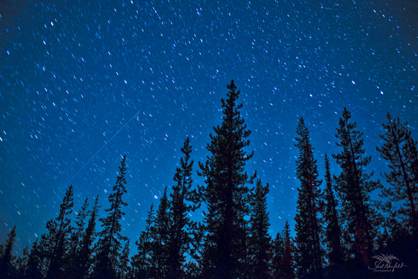 A blue night sky is filled with stars and a star streak. In the foreground of the photo is trees reaching for the sky. This astrophotography image is by Shel Neufeld, nature and wildlife photographer from Roberts Creek, BC, Canada.