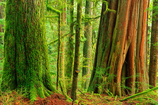 Magical light on old growth ancient forest west coast photographer Shel Neufeld