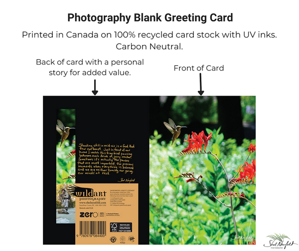 Red hummingbird photography blank greeting card by Shel Neufeld. 