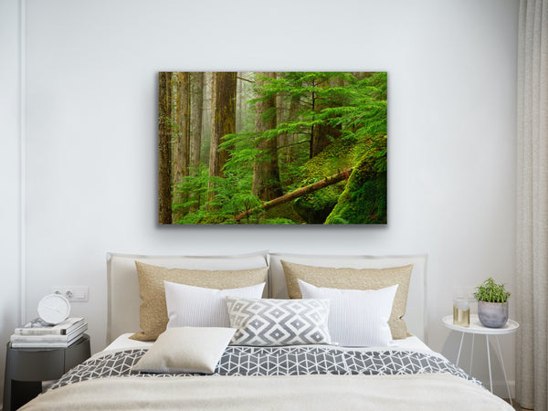 Ancient Forest Fine Art Photography Print by Shel Neufeld, Canadian nature and landscape photographer
