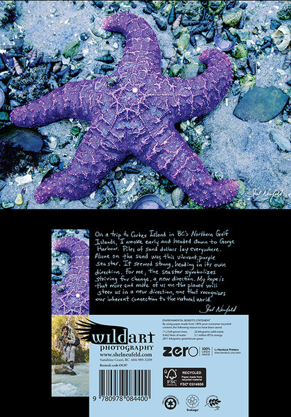 A purple sea star lays on a rocky beach on the west coast of Canada. This photography print is available as a blank greeting card by Shel Neufeld, West Coast photography from Roberts Creek
