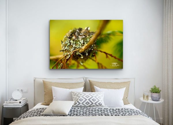Hummer bird nest photography canvas hangs in a bedroom, above the bed. Photography by Shel Neufeld, Canadian nature and wildlife photographer.