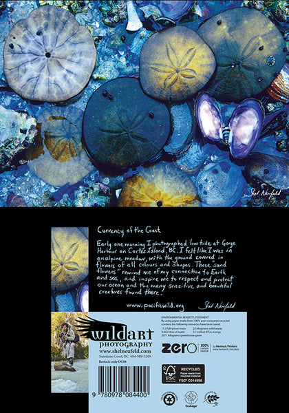 Sand Dollar beach coastal photography blank greeting card by Shel Neufeld. On the back of the card, Shel gives a personal story about his connection to the photograph. 
