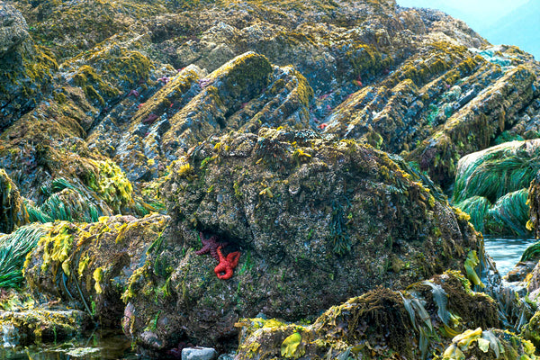 Seascape Coastal Rock Landscape Photography Print by Canadian Nature Photographer Shel Neufeld of WildArt Photography
