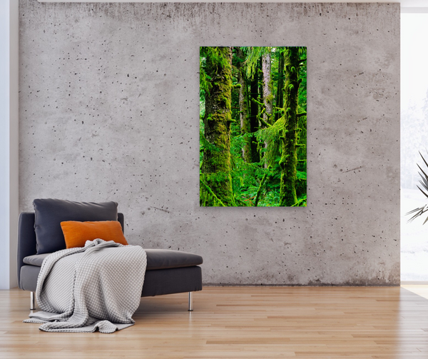 Sitka Spruce Forest by Shel Neufeld is captured and hung in a living room with a large fine art photo print. 