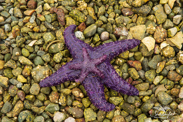Purple Starfish Mama and starfish baby - Photograph captured by Shel Neufeld - Available as a Print, Fine Art Photography Wall Art 