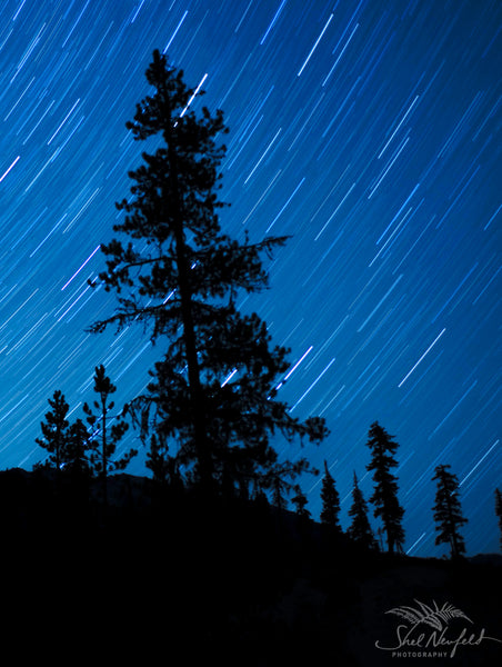 Tall tree silhouettes are in the foreground, in the background is a blue and white starry night captured with a long time exposure by Shel Neufeld. Star streaks are visible. This photograph is available for sale as a canvas or print in a variety of sizes.