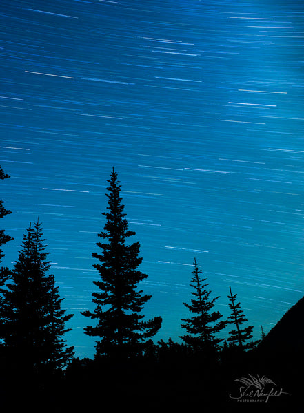 A starry night with star streaks and tree silhouettes in the foreground. Taken at Lillooet, BC, Canada by Shel Neufeld.
