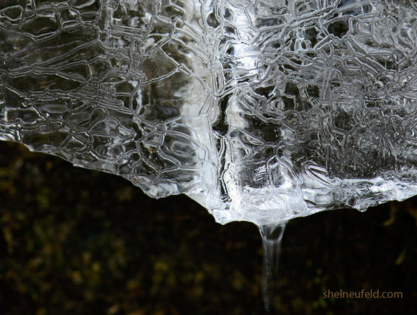 ice and waterdrop macro photography print by Shel Neufeld of WildArt Photography