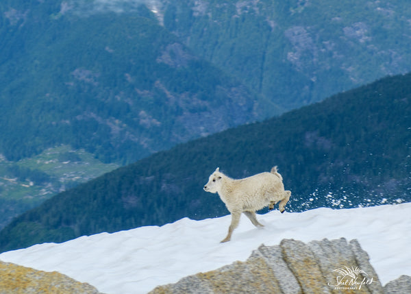 A baby mountain goat runs on a snowy cliff in BC.  Image captured by Shel Neufeld, nature and wildlife photographer. 