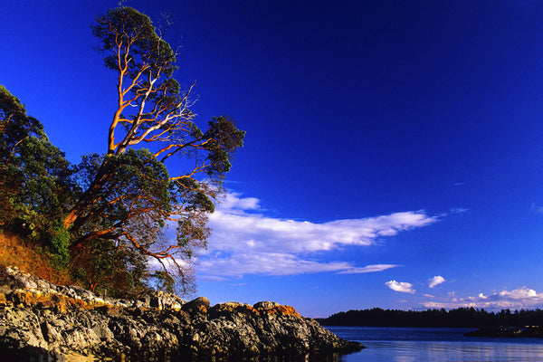 Stellar sky and arbutus tree on the edge, near Fulford Harbour, Salt Spring Island, BC, Canada. Nature Photograph by Shel Neufeld of WildArt Photography