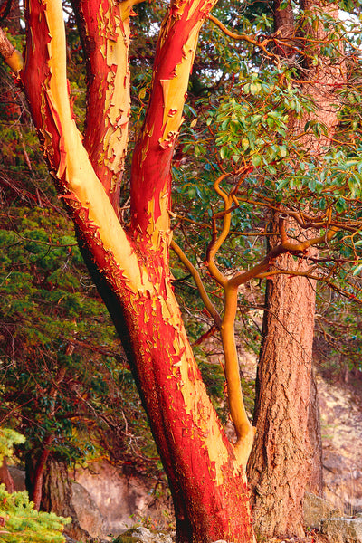 Arbutus Tree Vertical Canvas Print Nature Photograph by Shel Neufeld of WildArt Photography