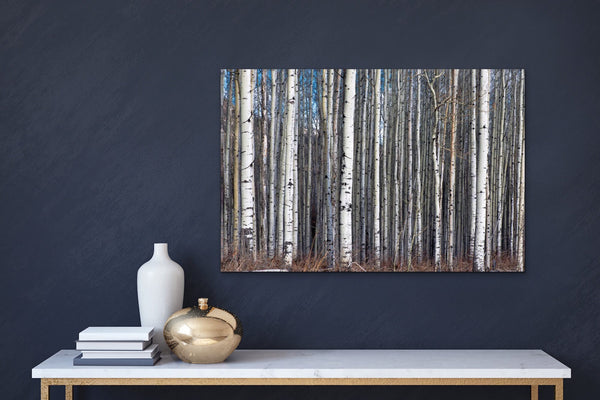 Birch Tree Grove Forest Photography Print Canvas Wall decor by Shel Neufeld of WildArt Photography