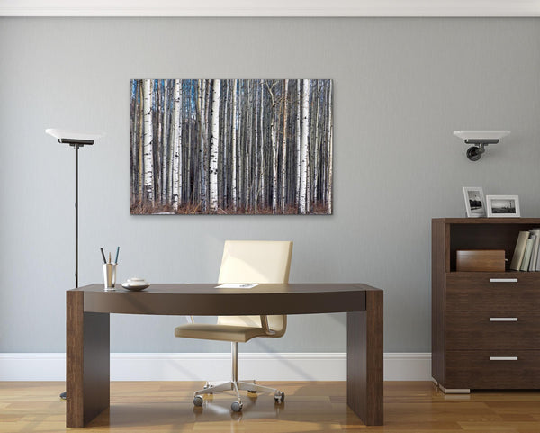 Birch Tree Grove Forest Photography Print Canvas Office Wall decor by Shel Neufeld of WildArt Photography